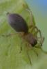 Clubiona sp.